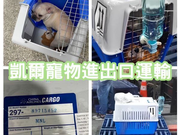 2023/12/15 『菲律賓』法國鬥牛犬cargo菲律賓+菲律賓清關送到府~~~